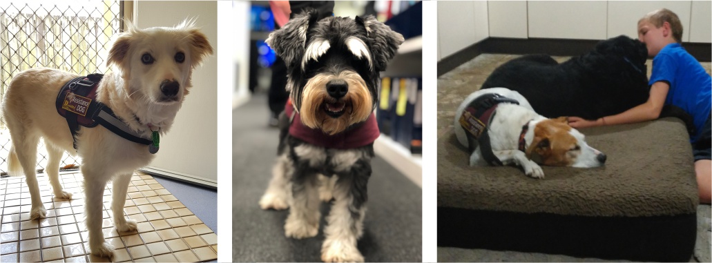 disability assistance dog training